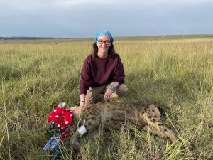 Darting KNIN, one of the study hyenas.