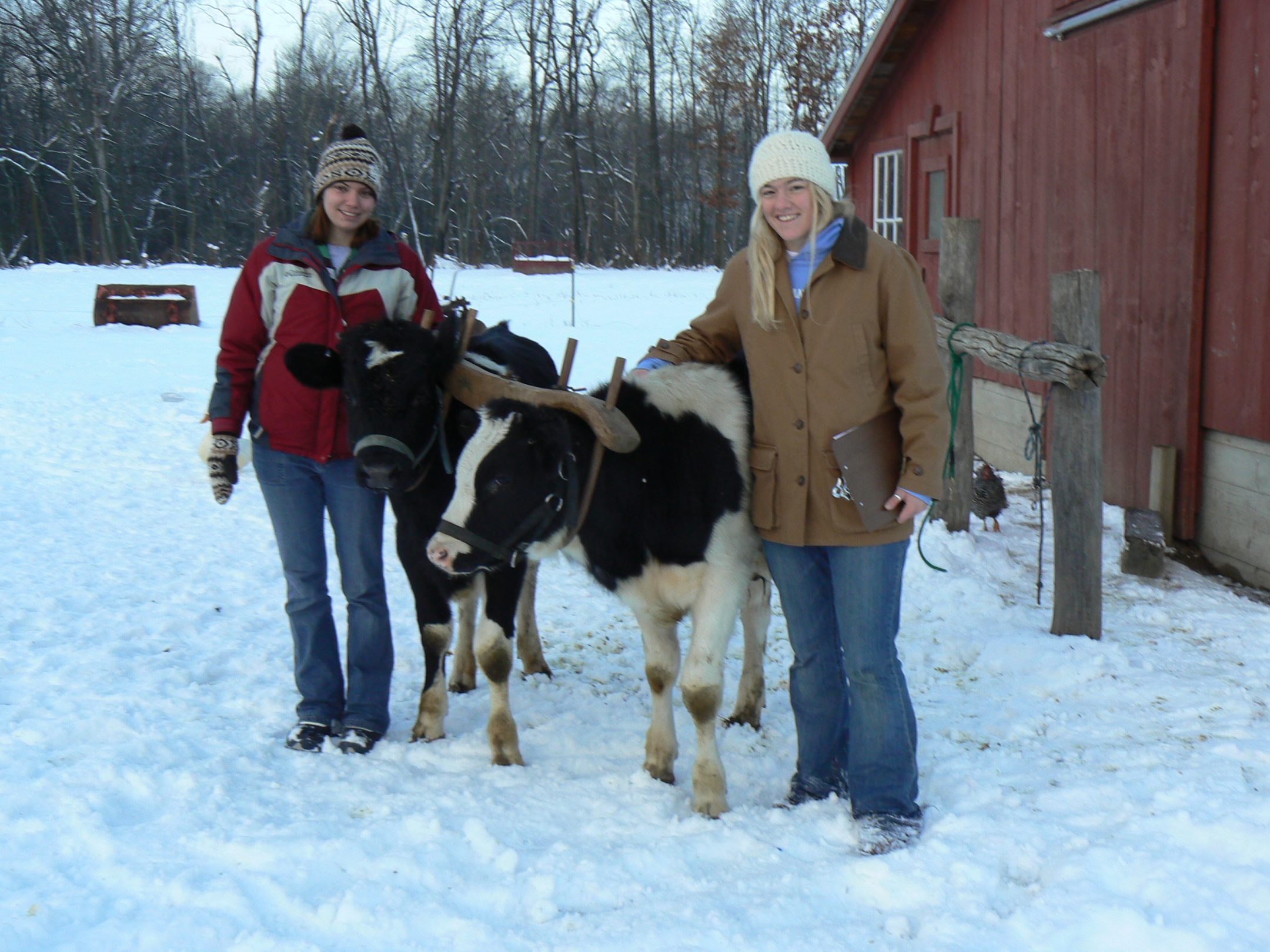 Image of Michaela TerAvest standing with a student and two small cows in the snow in front of a red barn. Both people are in winter coats, winter hats, and blue jeans.