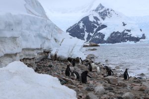 Photo of a group of penguins below a cliff of ice near the ocean, with a snow-covered mountain range in the background. 